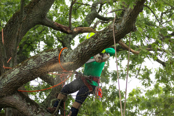 Rocky Top, TN Tree Removal Services Company