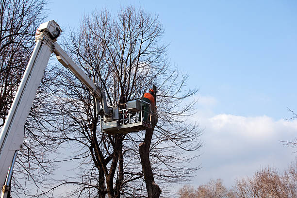 Best Hazardous Tree Removal  in Rocky Top, TN