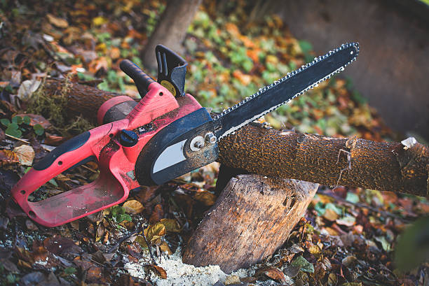 How Our Tree Care Process Works  in  Rocky Top, TN